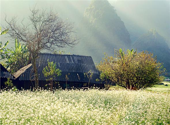 Du xuân mùa hoa trên cao nguyên Mộc Châu Du xuân mùa hoa trên cao nguyên Mộc Châu